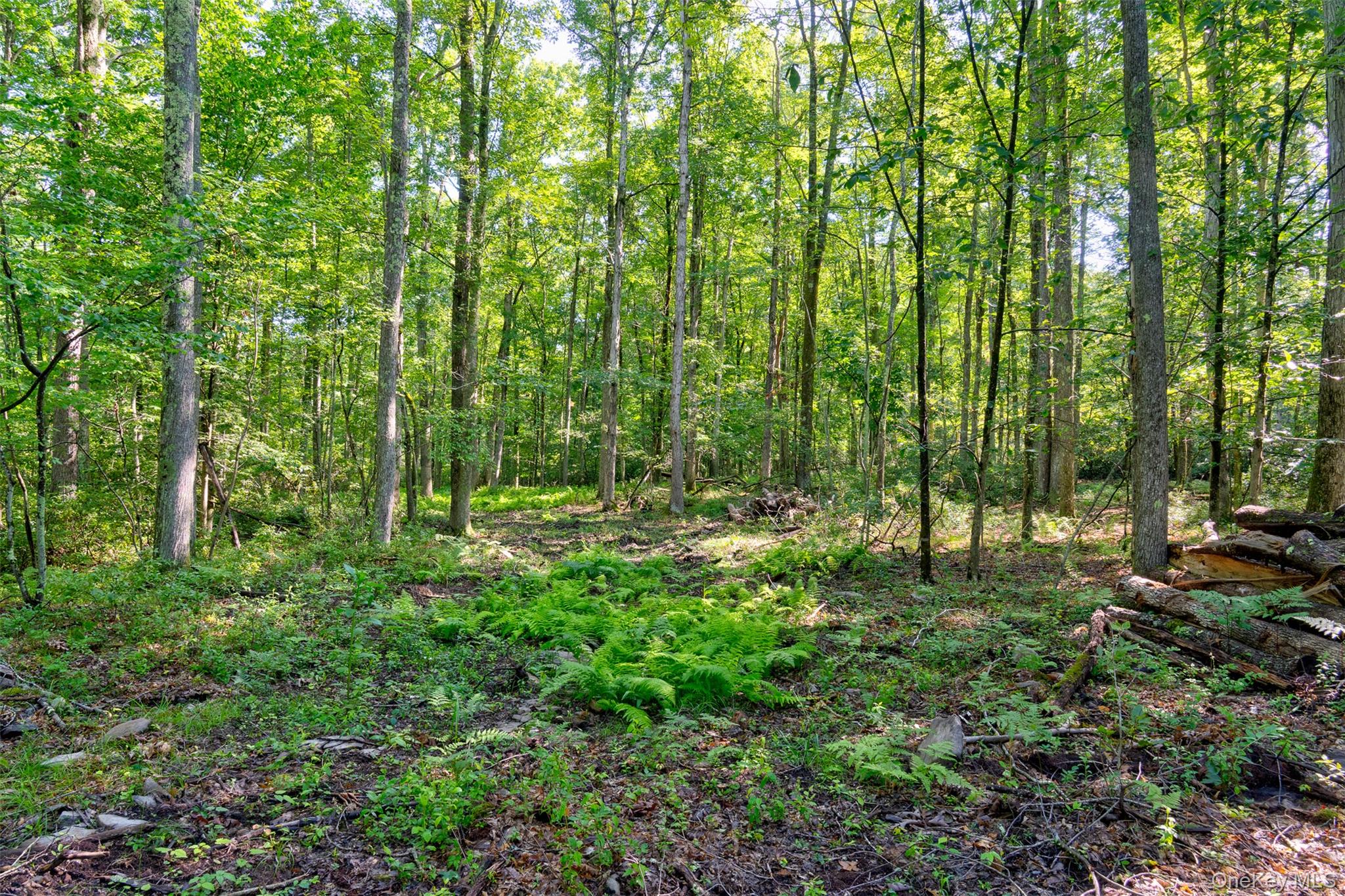 Lot 22 Perry Pond Road Narrowsburg, NY 12764 - Photo 4 of 15 Gallery Image 4
