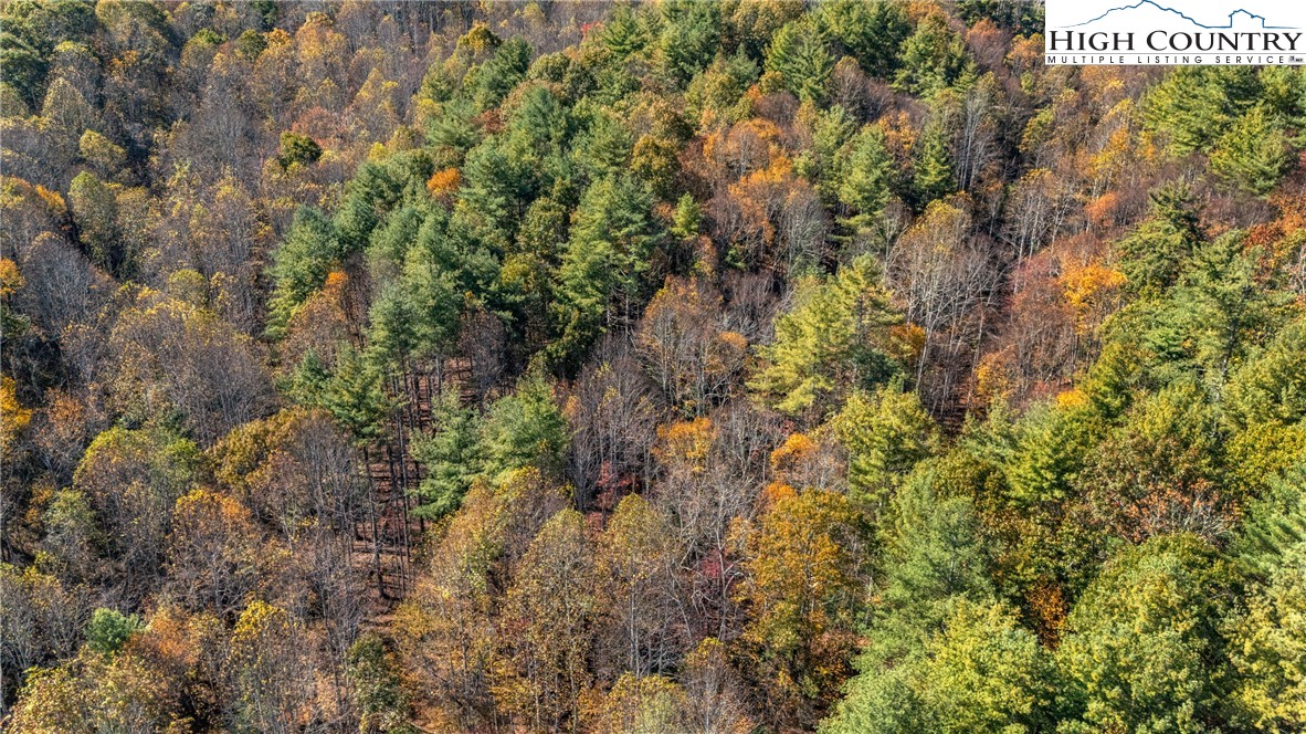 Valley Drive Jefferson, NC 28640 - Photo 16 of 18 a view of a forest with a tree