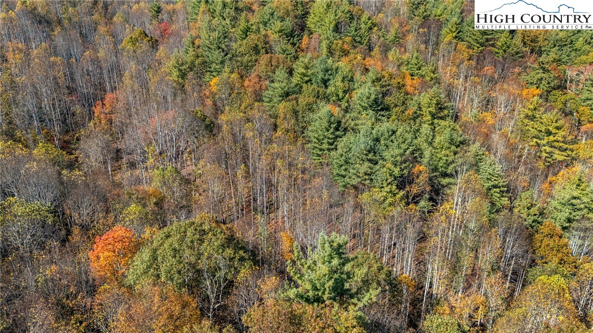 Valley Drive Jefferson, NC 28640 - Photo 17 of 18 a view of a forest with a tree