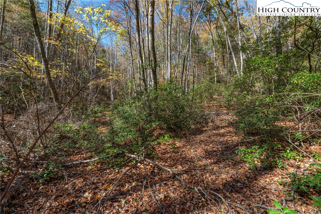 Valley Drive Jefferson, NC 28640 - Photo 6 of 18 a view of a garden