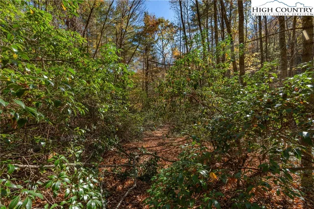 a view of a tree with a tree