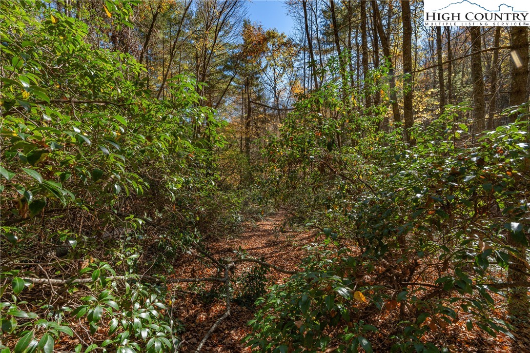 Valley Drive Jefferson, NC 28640 - Photo 7 of 18 a view of a tree with a tree