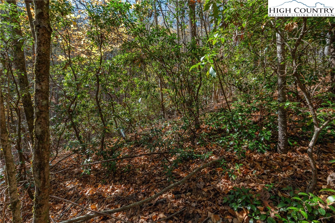 Valley Drive Jefferson, NC 28640 - Photo 8 of 18 a view of a tree