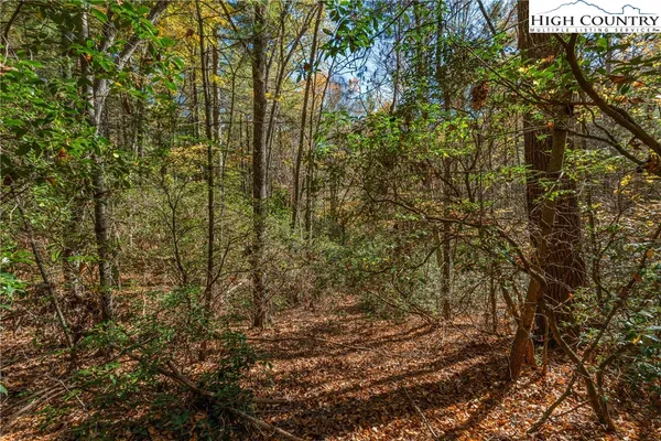 a view of a yard with plants and large trees