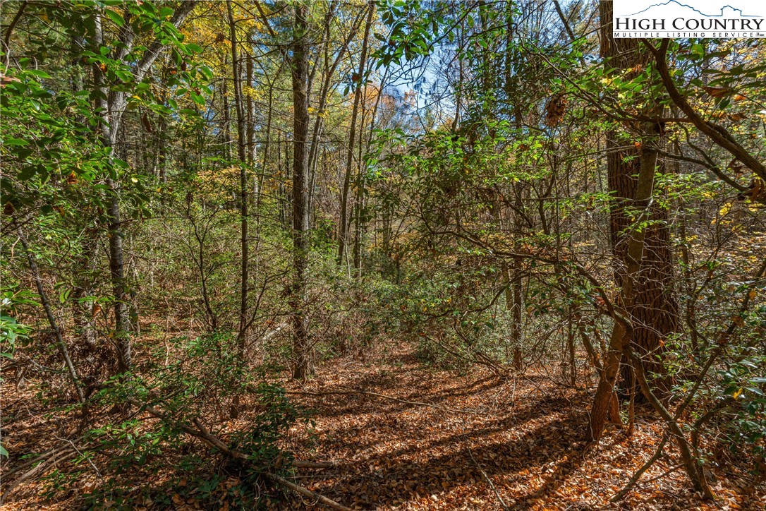 Valley Drive Jefferson, NC 28640 - Photo 9 of 18 a view of a yard with plants and large trees