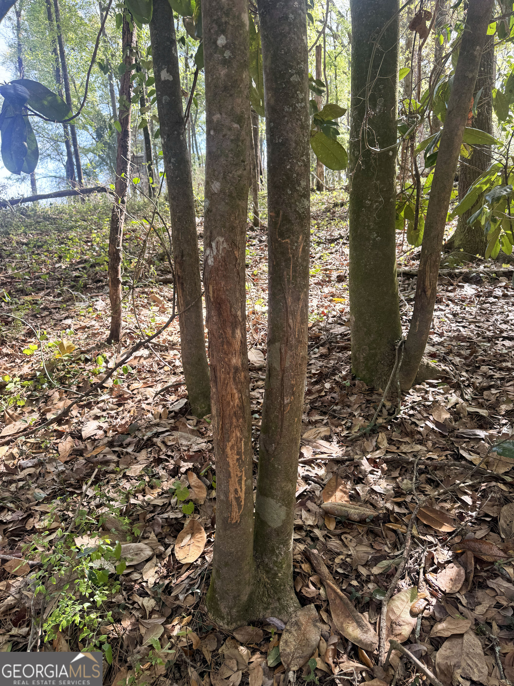 0 Demott Road Hartsfield, GA 31756 - Photo 18 of 19