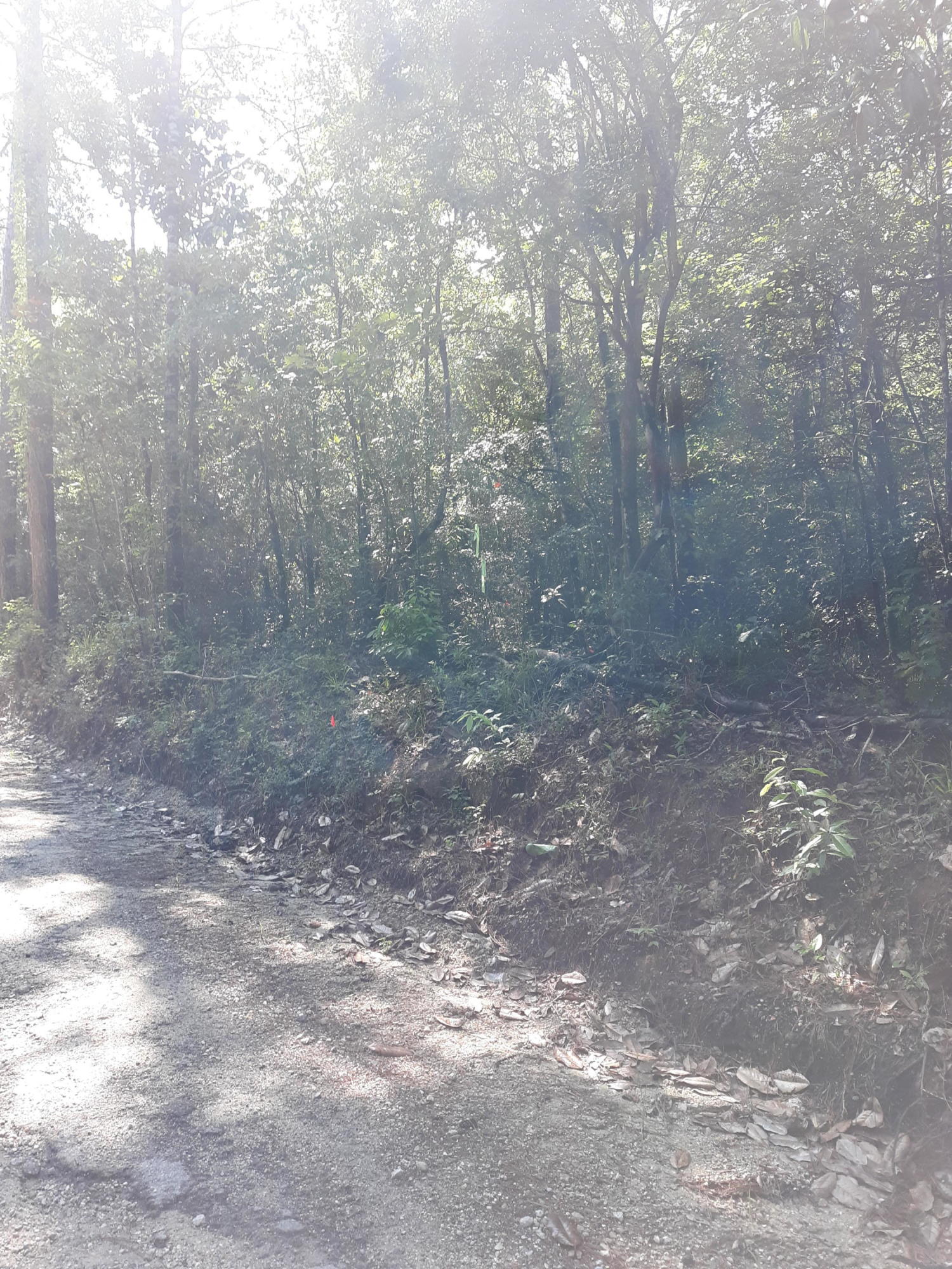 Xxx Hewett Road DeFuniak Springs, FL 32435 - Photo 2 of 4 hewett pic