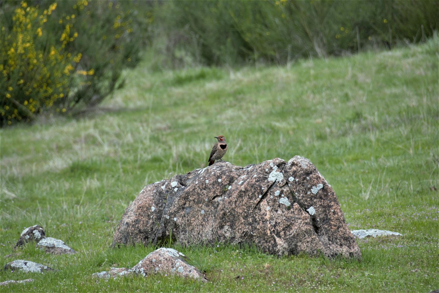 10428 Riffle Rough and Ready, CA 95975 - Photo 80 of 87