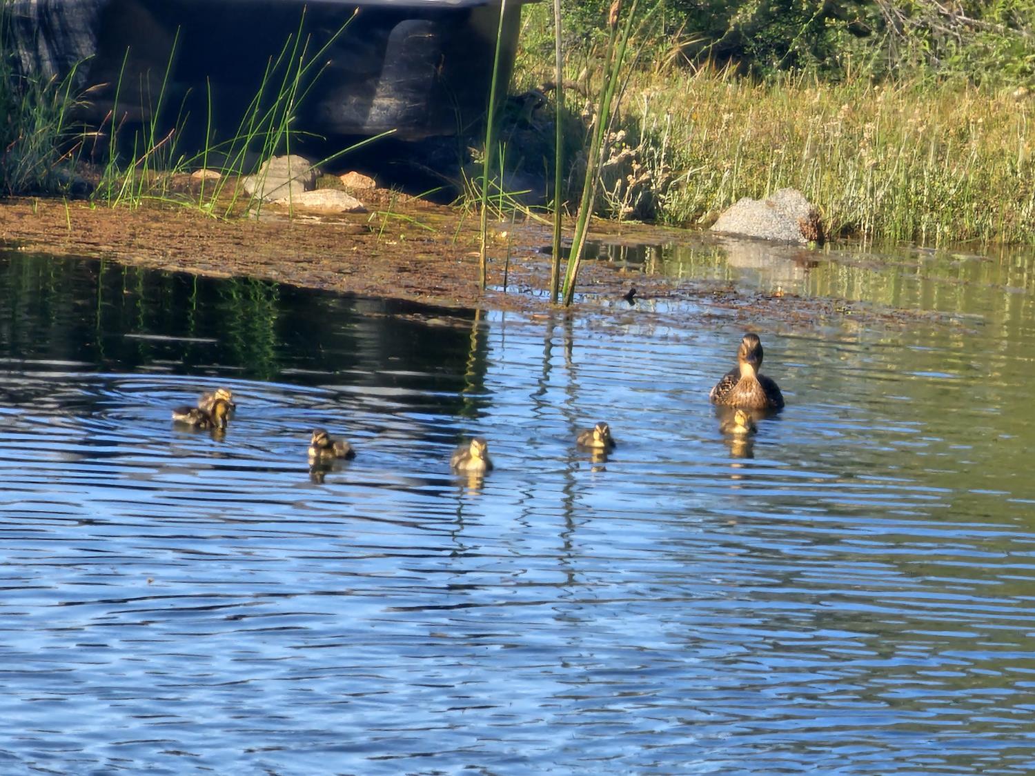 10428 Riffle Rough and Ready, CA 95975 - Photo 81 of 87