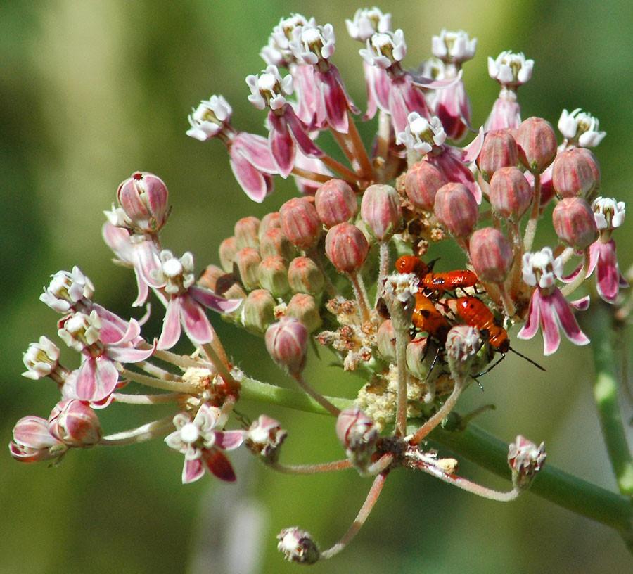 10428 Riffle Rough and Ready, CA 95975 - Photo 86 of 87