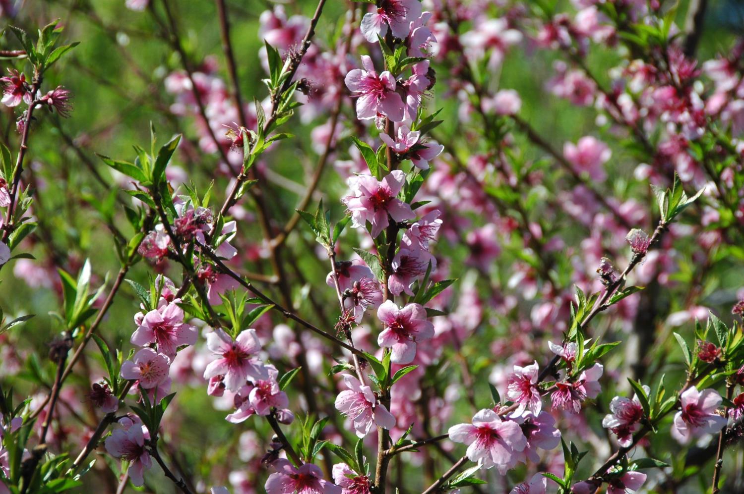 10428 Riffle Rough and Ready, CA 95975 - Photo 87 of 87