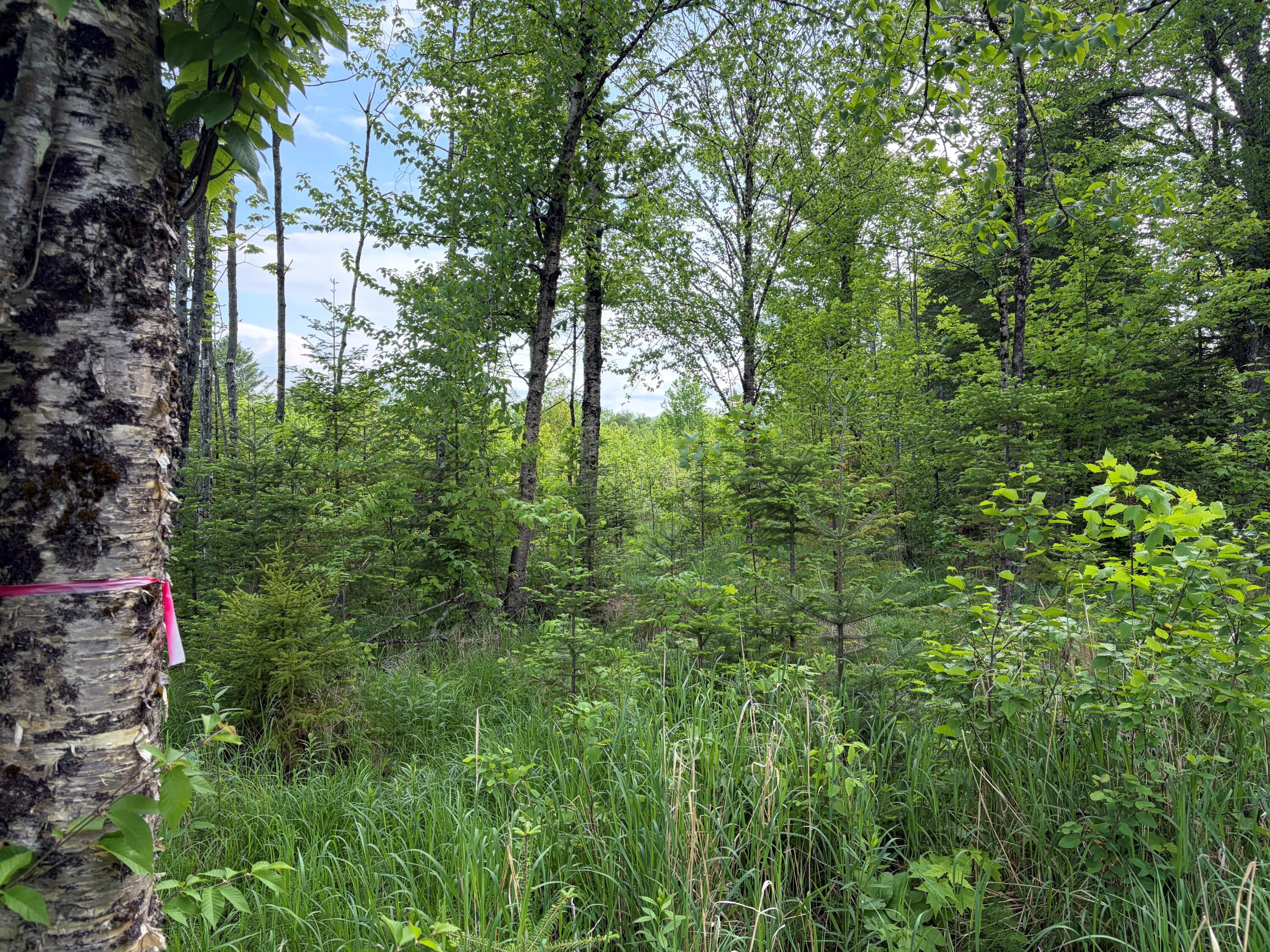 339 Long Pond Road Jackman, ME 04945 - Photo 27 of 30