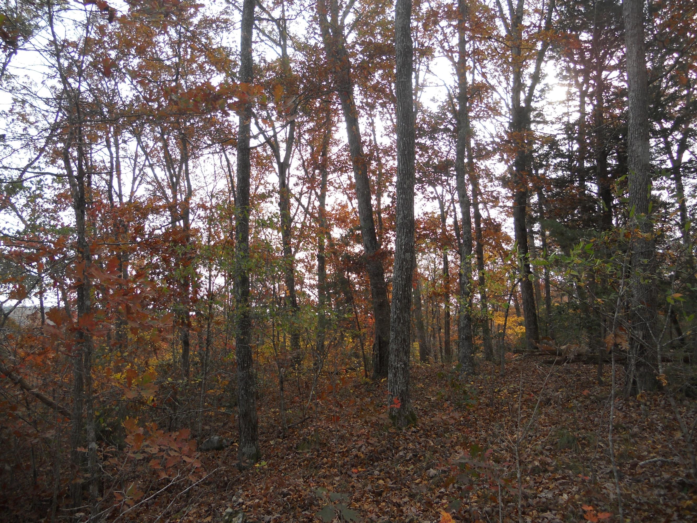700 East Rock Quarry Road Clarkrange, TN 38553 - Photo 7 of 16 007