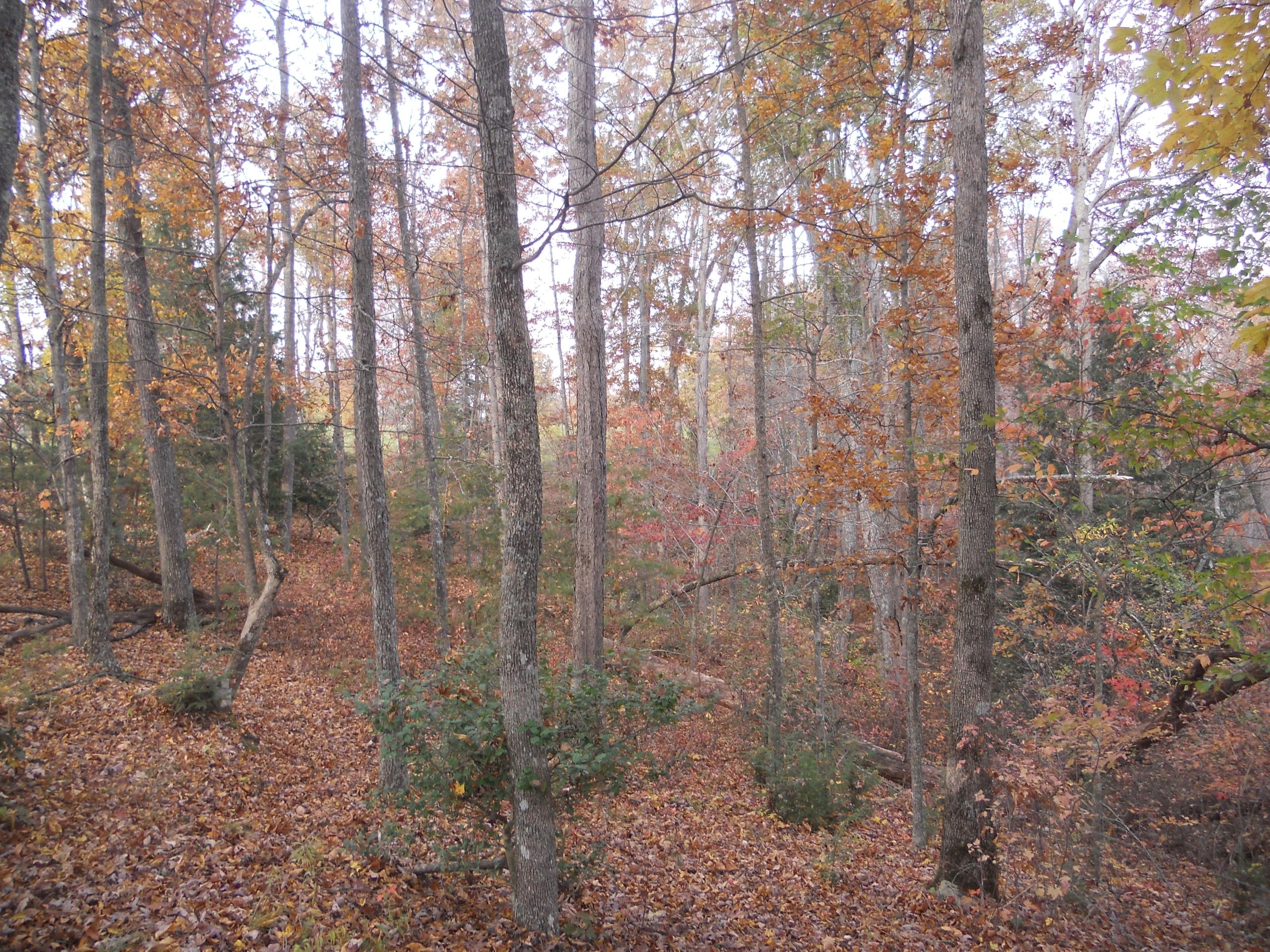 700 East Rock Quarry Road Clarkrange, TN 38553 - Photo 8 of 16 008