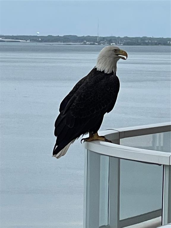 3060 Grand Bay Boulevard, Unit 174 Longboat Key, FL 34228 - Photo 72 of 87