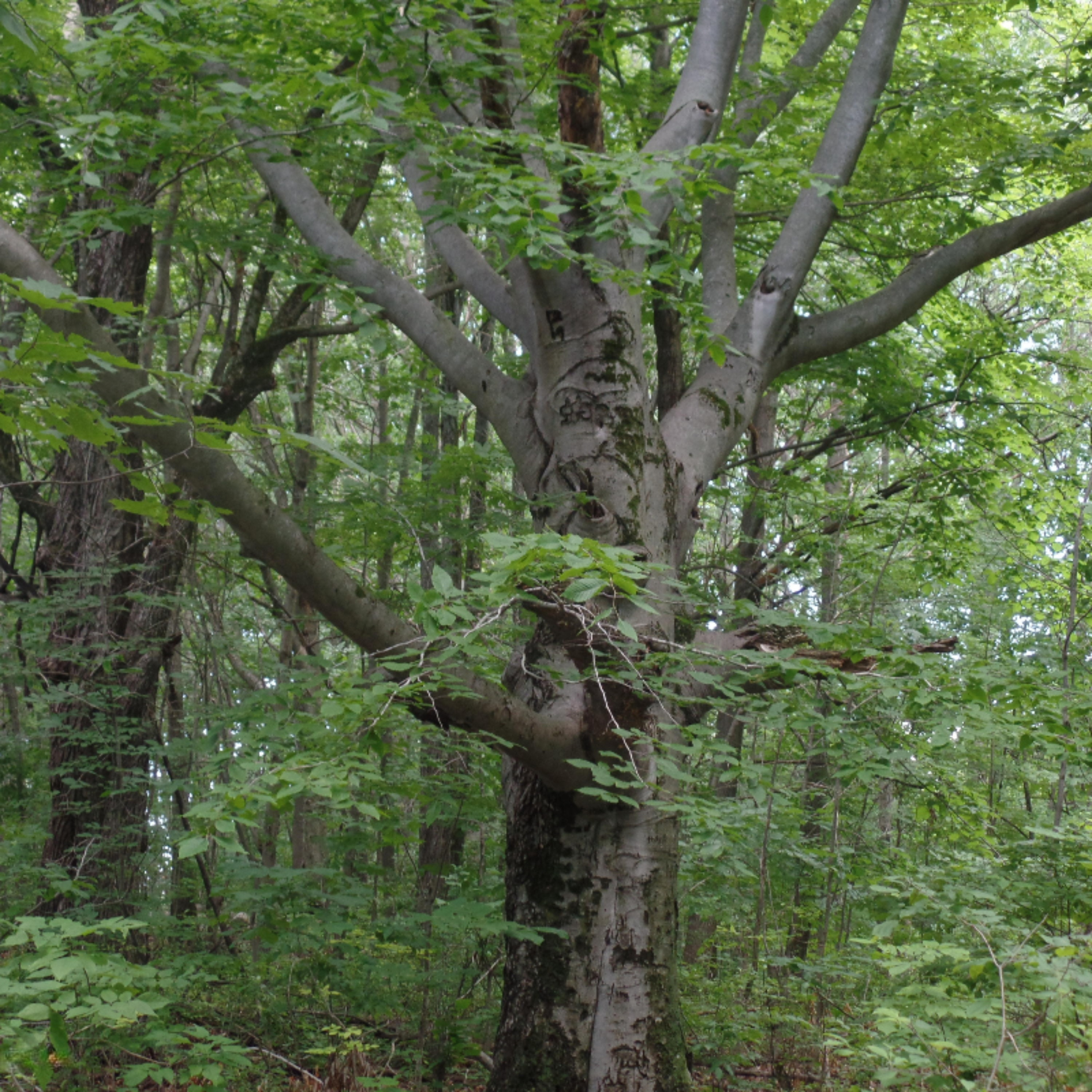 8125 17 Mile Road Rodney, MI 49342 - Photo 17 of 26 SAM_2262