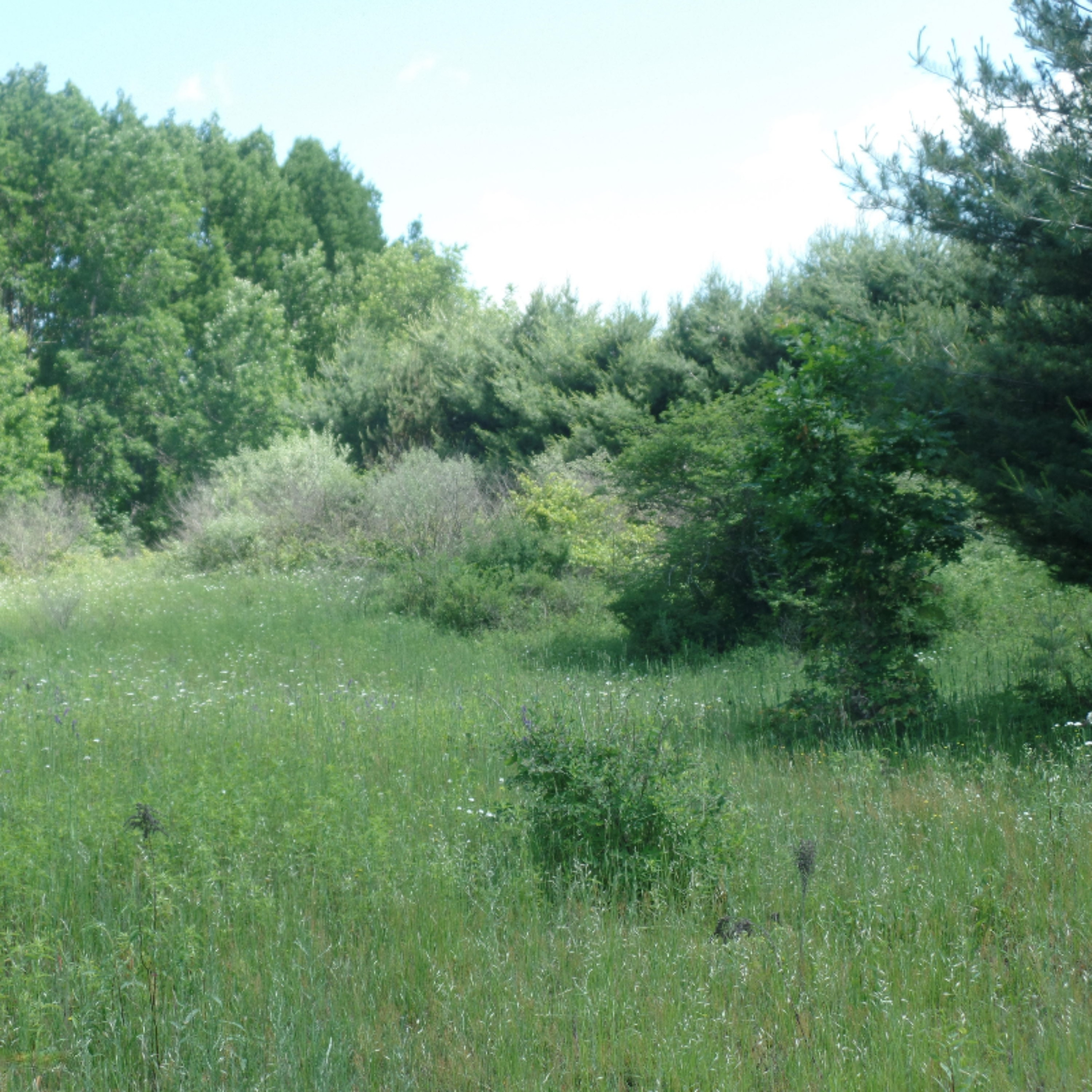 8125 17 Mile Road Rodney, MI 49342 - Photo 23 of 26 SAM_2268