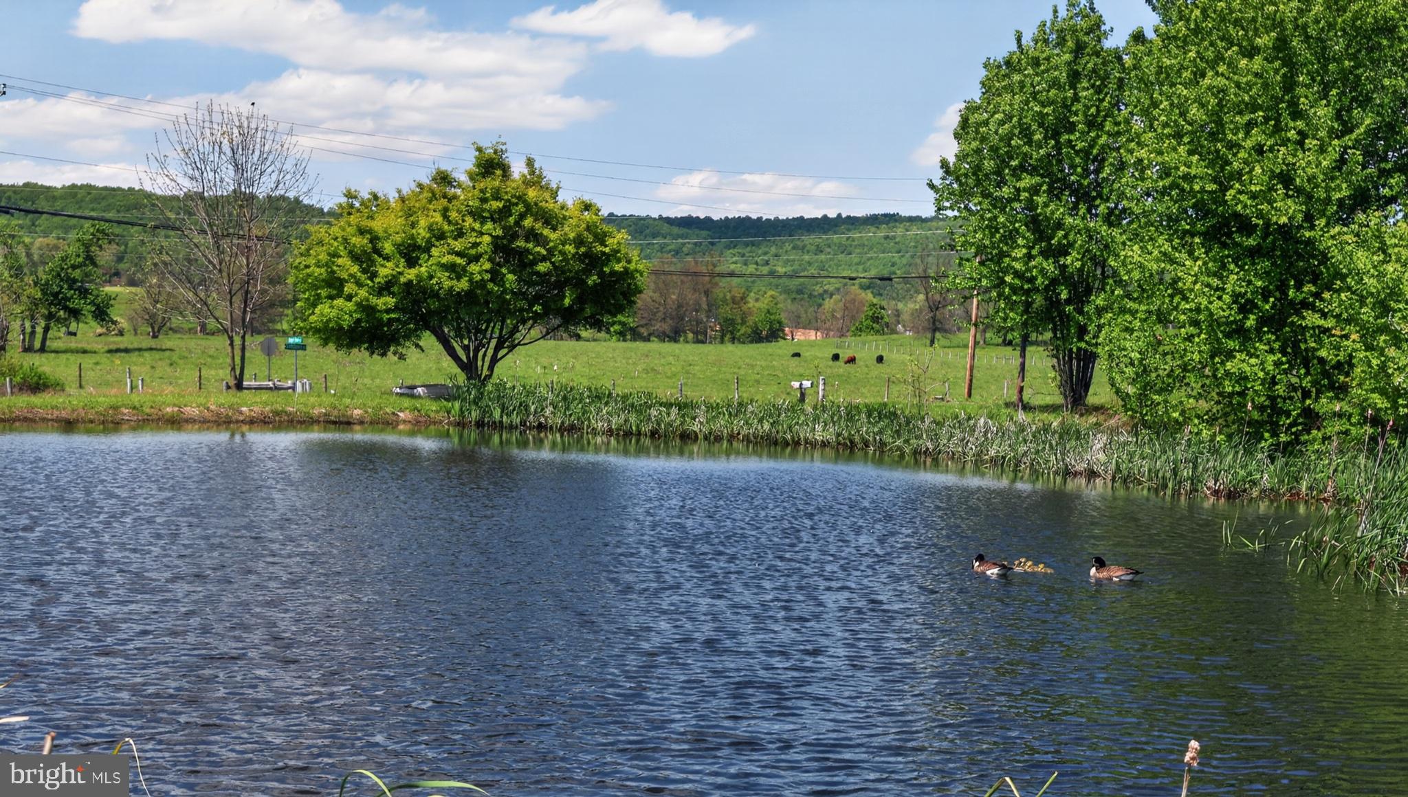 1599 Sanctuary Road Manheim, PA 17545 - Photo 56 of 66 Serene pond with ducks and greenery.