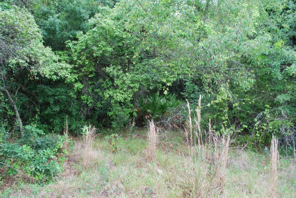 Osteen Road New Port Richey, FL 34653 - Photo 1 of 1 Gallery Image 1