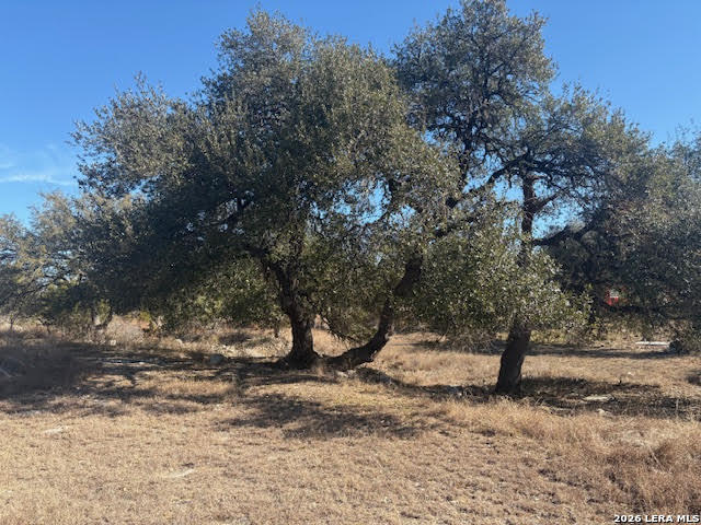 a view of a tree in the middle of a yard