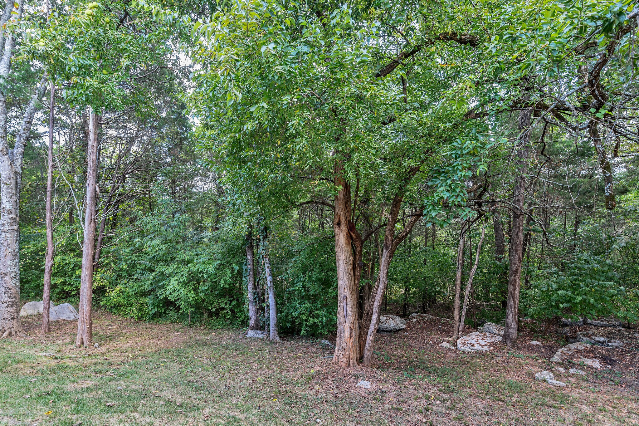 2218 Rigden Mill Drive Smyrna, TN 37167 - Photo 32 of 32 a view of a forest