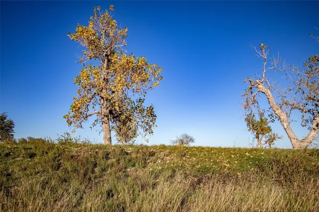 a view of a yard with a tree