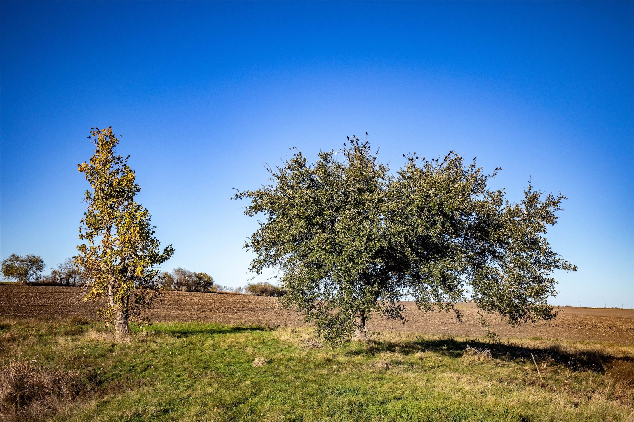 14914 Svenska Road Coupland, TX 78615 - Photo 12 of 24 a view of a yard with a tree
