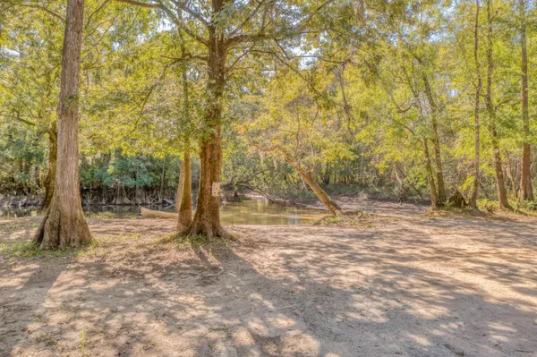 a view of backyard with tree