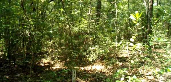 a view of a tree