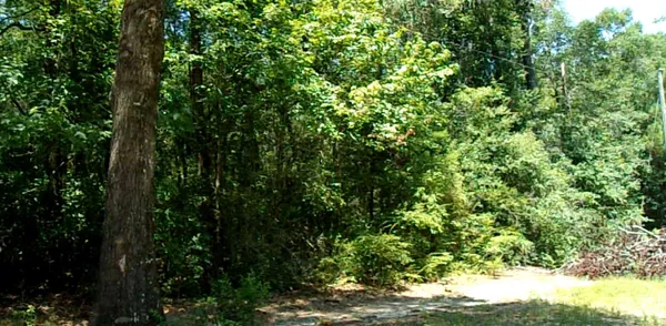 a view of a lush green forest