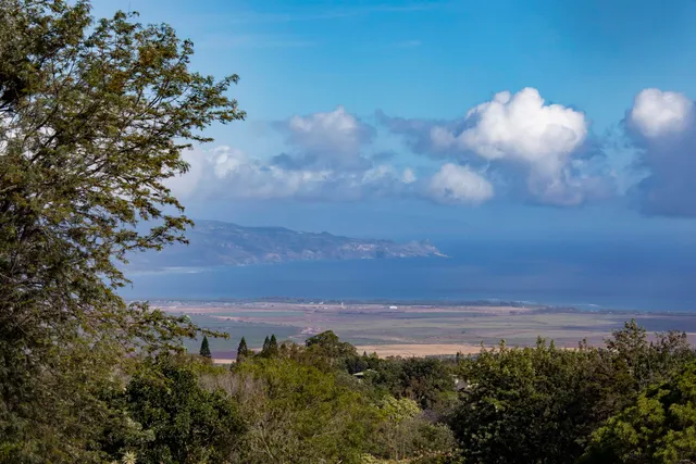 a view of a yard in a back yard