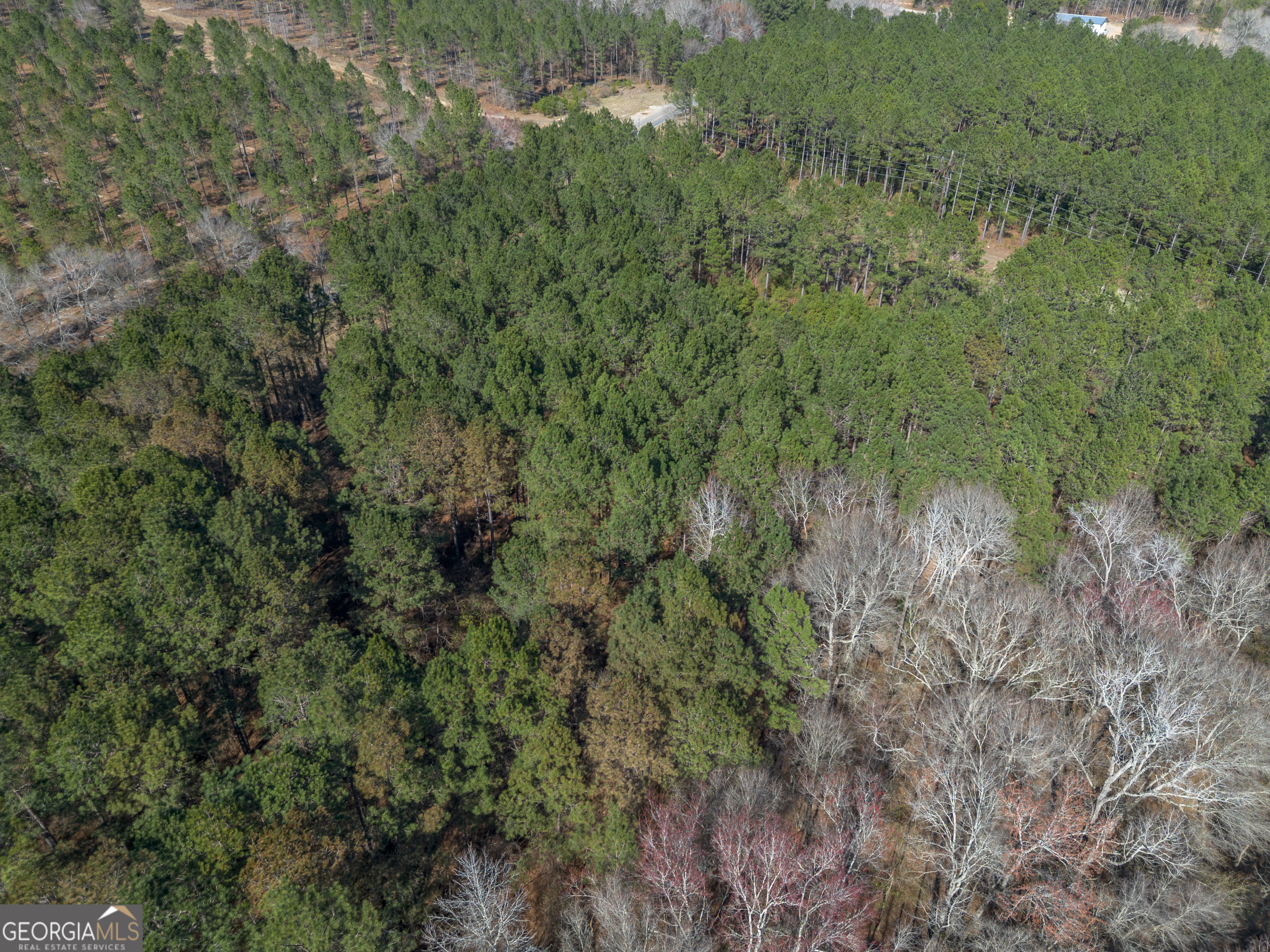 Lot 4 Ben Giddens Road Eastman, GA 31023 - Photo 5 of 10 a view of a forest with a street