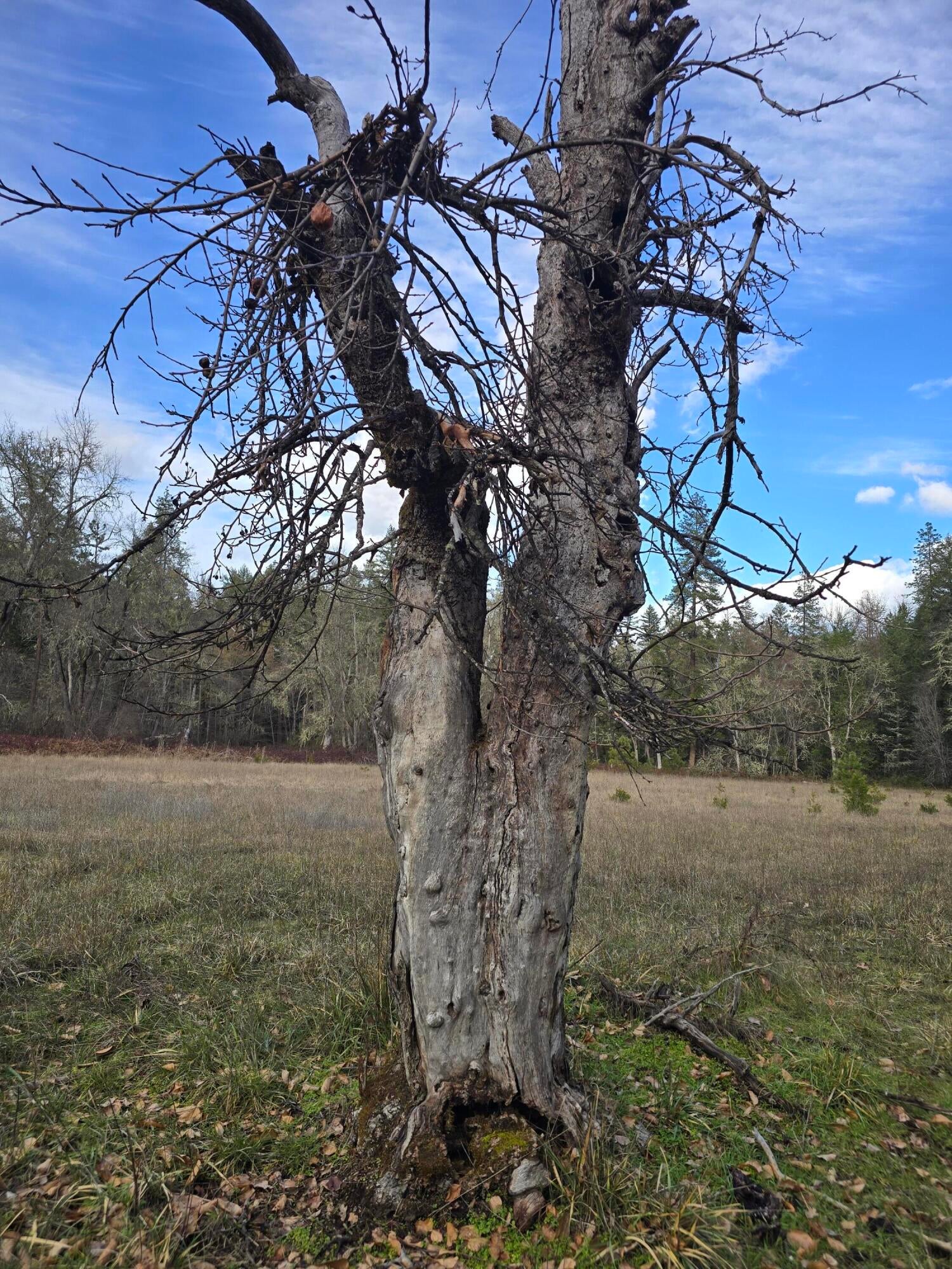 5000 Thompson Creek Road Jacksonville, OR 97530 - Photo 26 of 70 apple tree