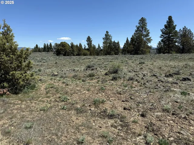 a view of a dry yard with trees in the background