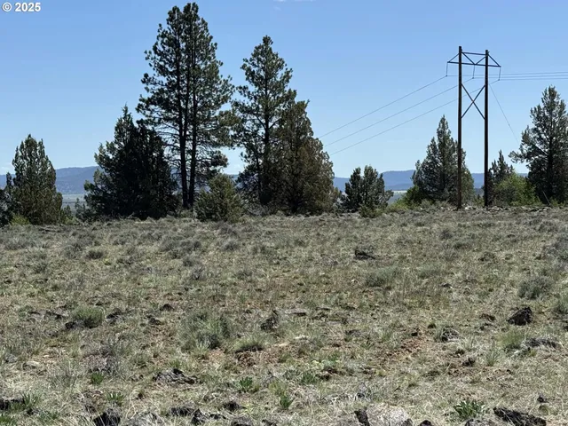 a view of a dry yard with trees in the background