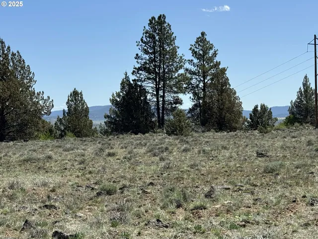 a view of a forest with trees