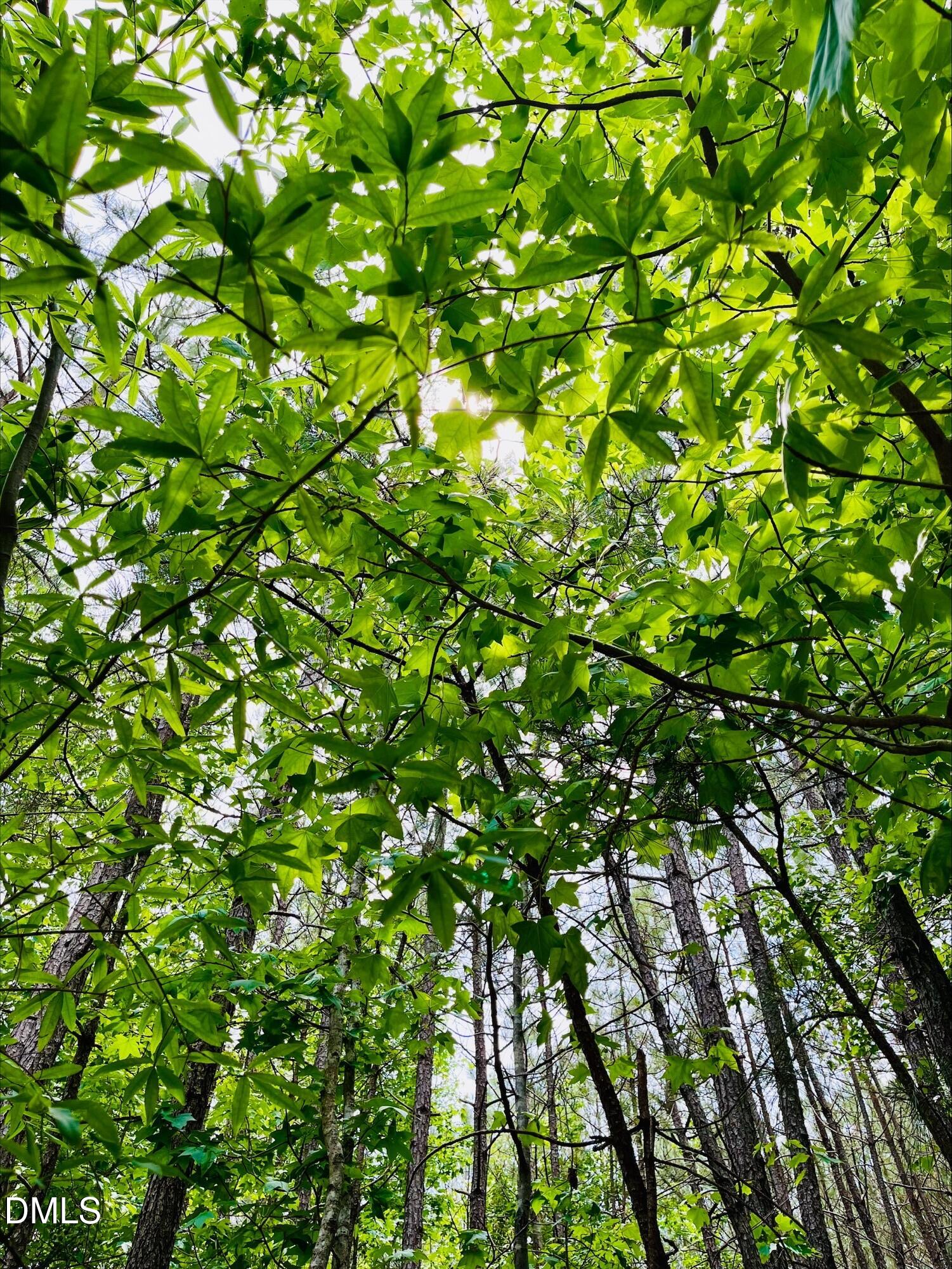 0 South Plank Road, Unit TRACK 2 Sanford, NC 27330 - Photo 12 of 39 a view of a tree