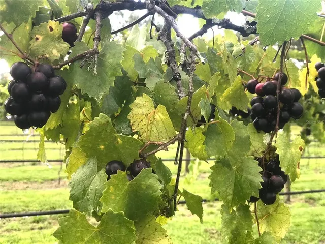 a view of a swimming pool with a lounge chairs