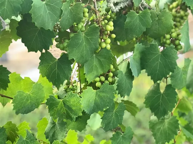 $2,695,000 | 19600 Highway 64, Bradenton, FL 34211