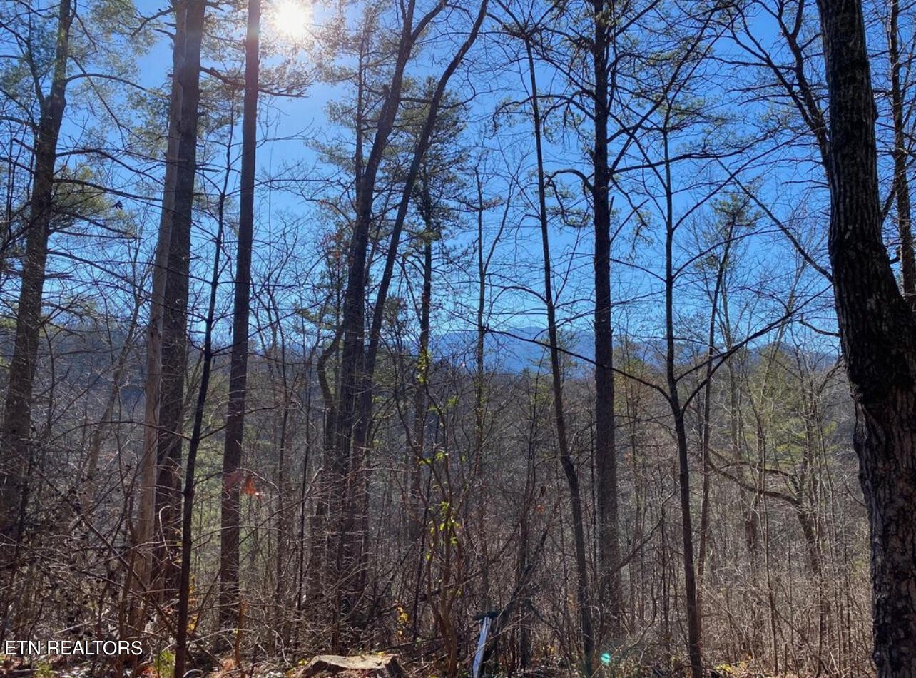 0 Catons Grove Road Cosby, TN 37722 - Photo 2 of 9 a view of a forest