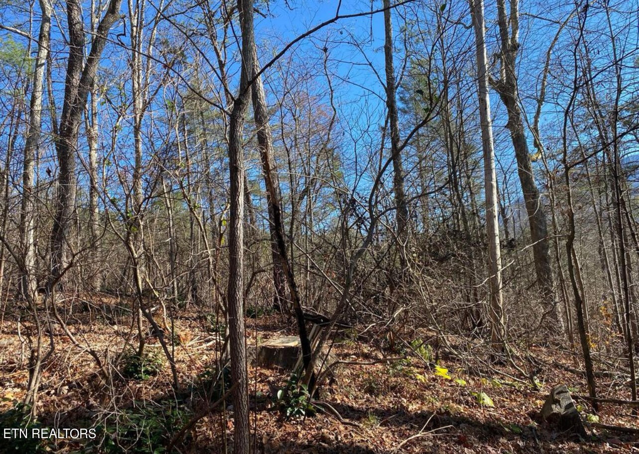0 Catons Grove Road Cosby, TN 37722 - Photo 4 of 9 a view of a forest