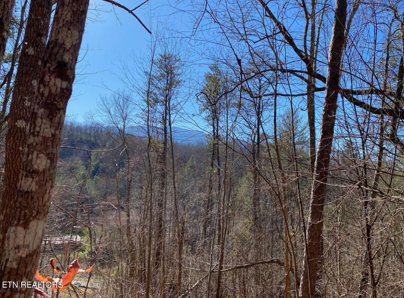0 Catons Grove Road Cosby, TN 37722 - Photo 5 of 9