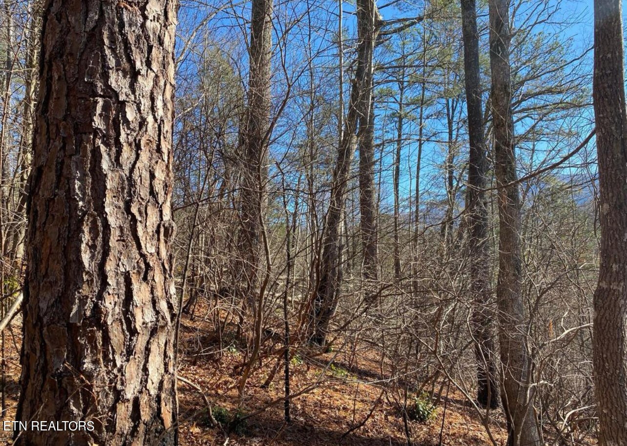 0 Catons Grove Road Cosby, TN 37722 - Photo 6 of 9