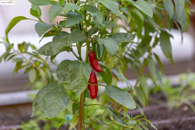 $1,898,000 | 155 Arbor Drive, Piedmont, CA 94610