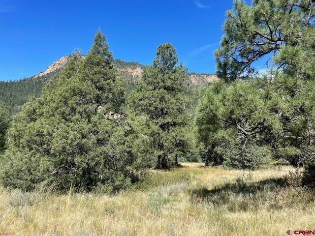 a view of a large garden with a small yard and large trees