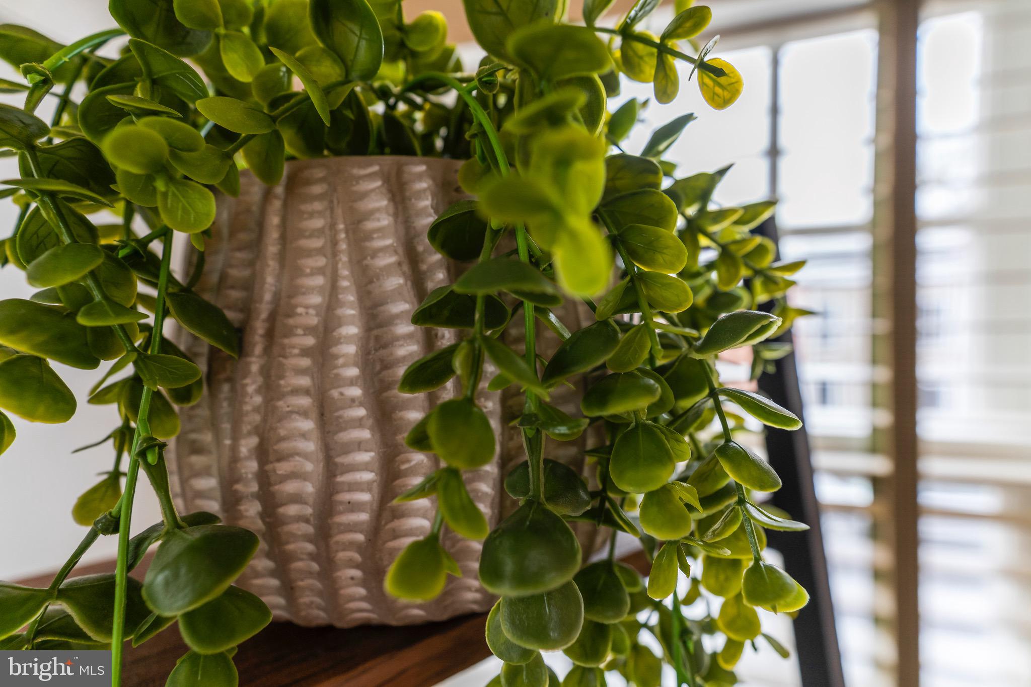 123 South Fayette Street Alexandria, VA 22314 - Photo 36 of 41 a close up of a plant in a pot