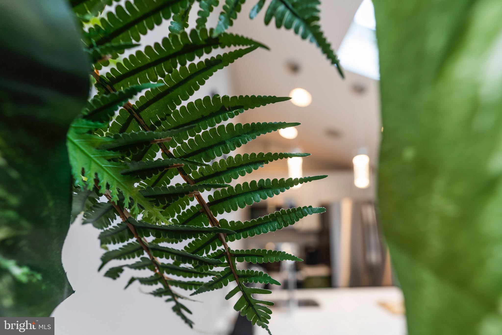 123 South Fayette Street Alexandria, VA 22314 - Photo 38 of 41 a close up of a flower in a garden