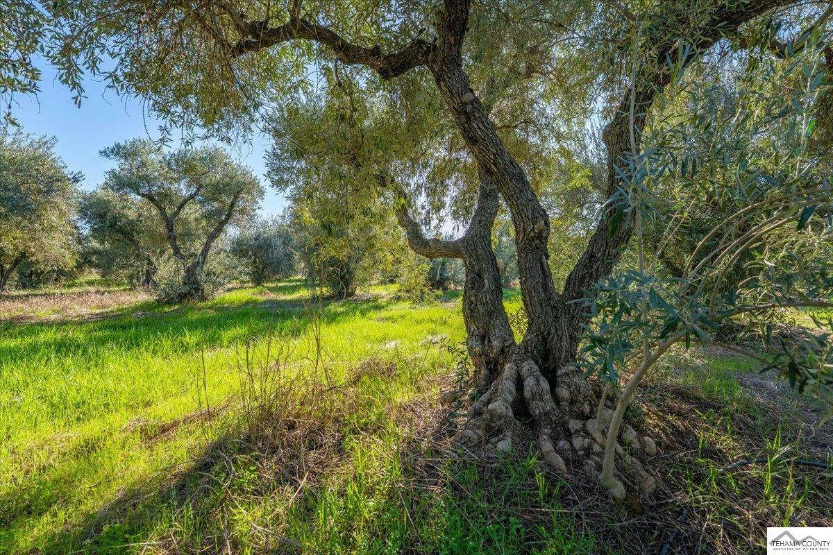 5355 Rawson Road Corning, CA 96021 - Photo 36 of 49
