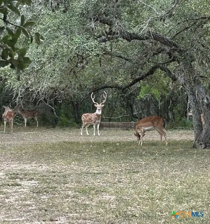 a view of a yard with a bench and some trees