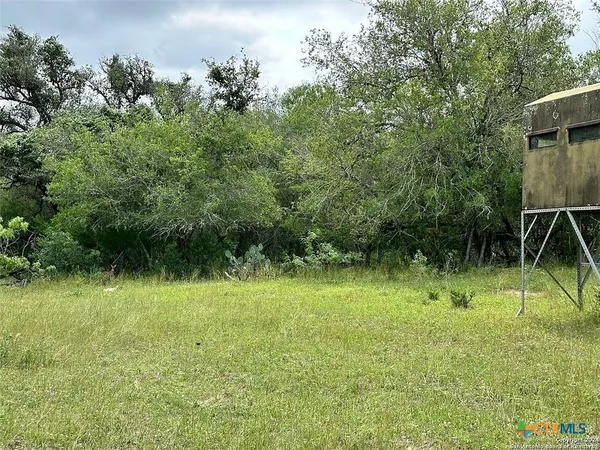a view of a big yard with plants and large trees
